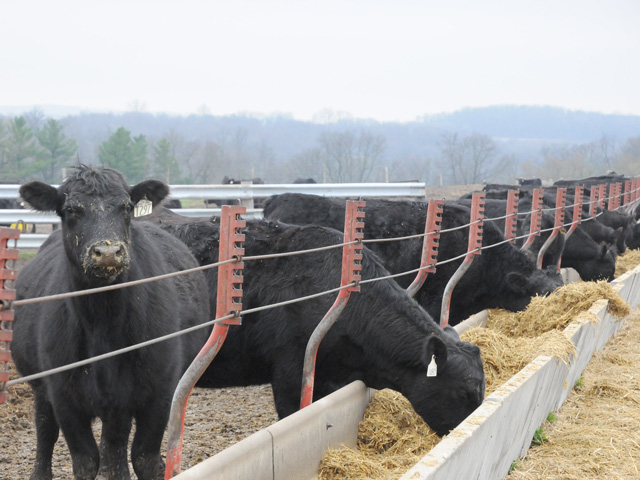 An outbreak of foot-and-mouth disease could devastate the U.S. livestock industry because the U.S. does not have adequate FMD vaccine supplies and could not cull animals quickly enough to stop the disease from spreading. (DTN file photo)